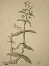 Gratiola_41