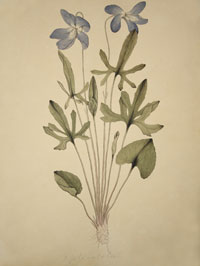 Viola_05
