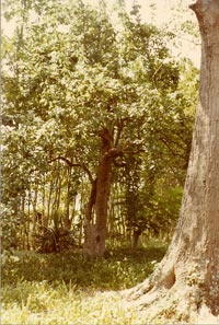 Forest Home LeConte Pear Tree Forest Home LeConte Pear Tree