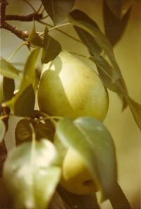 Pears on Forest Home tree Pears on Forest Home tree