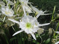 Hymenocallis Coronaria LeConte or Shoals Spider-lily