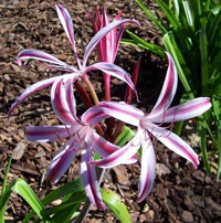 Crinum Crinum
