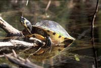 Florida Cooter