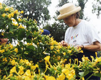 Garden Club volunteer Garden Club volunteer