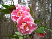 Herme Camellia Herme Camellia