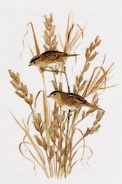 LeConte's Sparrow by Richard A. Parks
