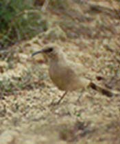 LeConte's Thrasher
