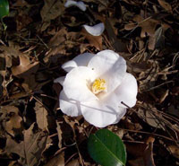 Magnoliae Flora Magnoliae Flora