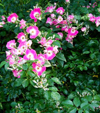 Sweet Briar Rose
