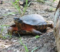 Wood Turtle