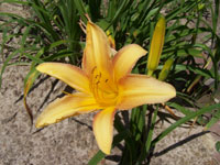 Yellow Daylily Yellow Daylily